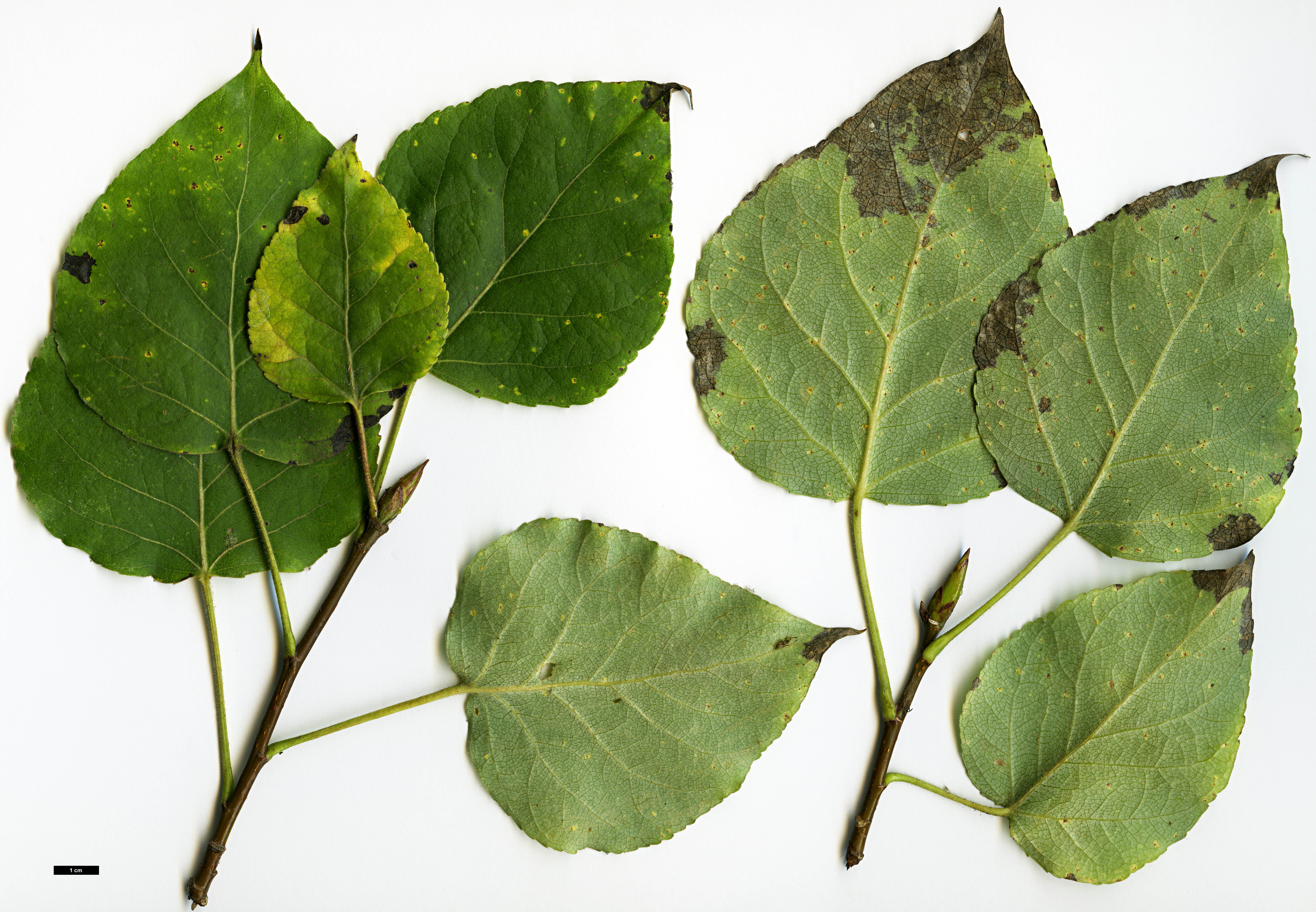 High resolution image: Family: Salicaceae - Genus: Populus - Taxon: aff. balsamifera